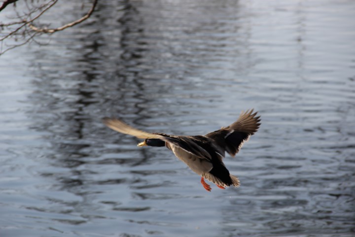 IMG_0784 (Small)