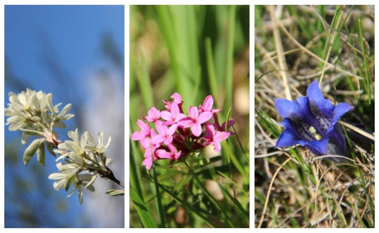 Ribbet collage (Small)