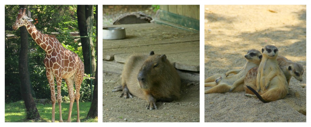 BeFunky Collagedewfsdrgfthgzj