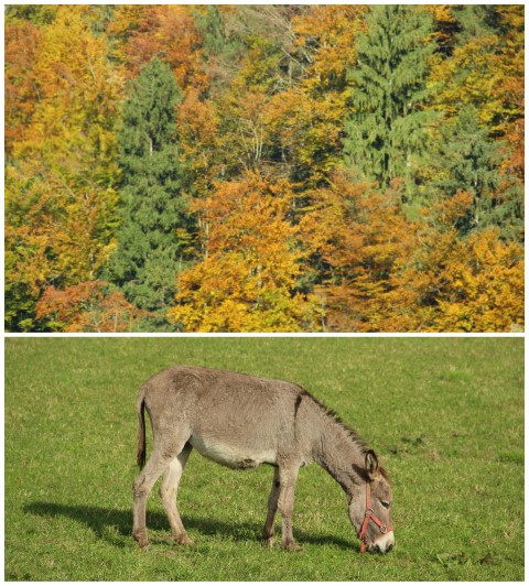 BeFunky Collage (Small) (2)