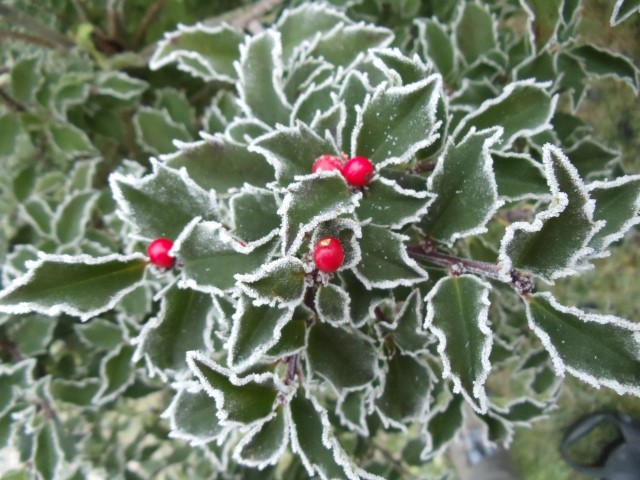 DSC07225 (Small)