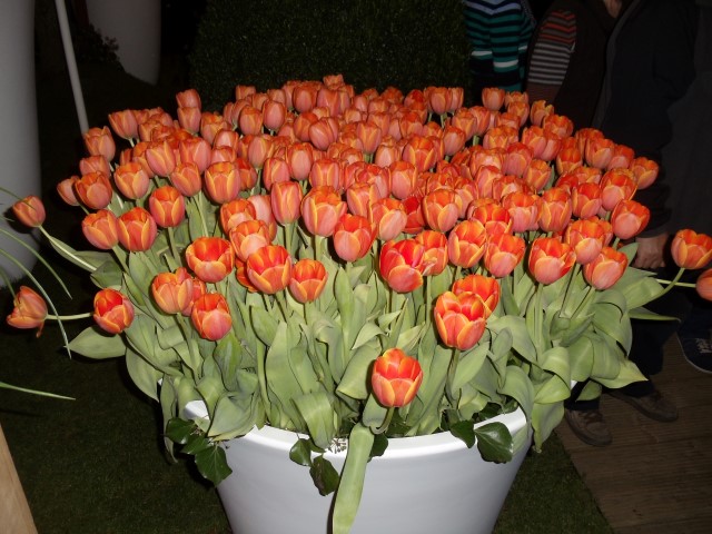 DSC09107 (Small)