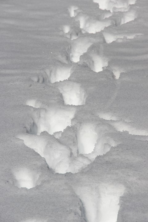 IMG_1056 (Small)