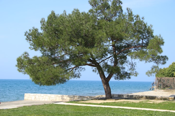 IMG_8868 (Small)