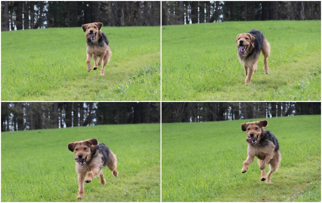 BeFunky Collagegdfgd