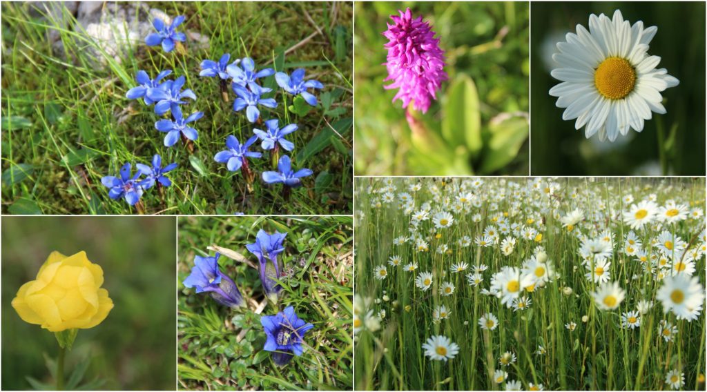 BeFunky Collagedfdhd