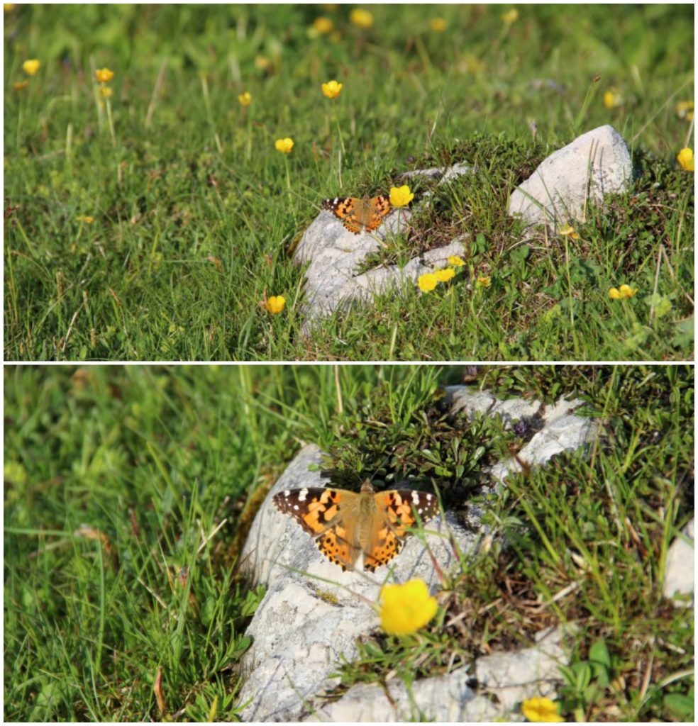 BeFunky Collagefghfhfh